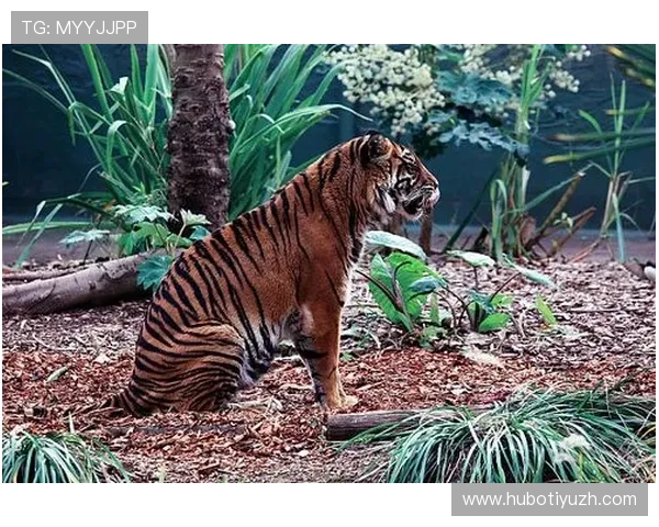 扑虎体育用户指南:如何通过平台参与体育竞猜、直播互动与赛事分析提升体验 扑虎体育用户指南:如何通过平台参与体育竞猜、直播互动与赛事分析提升体验